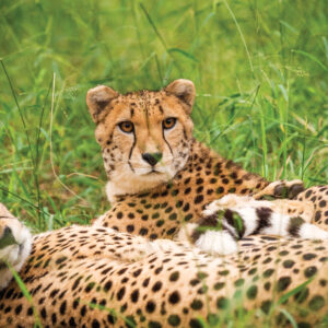 Cheetah Run & Guide Tour