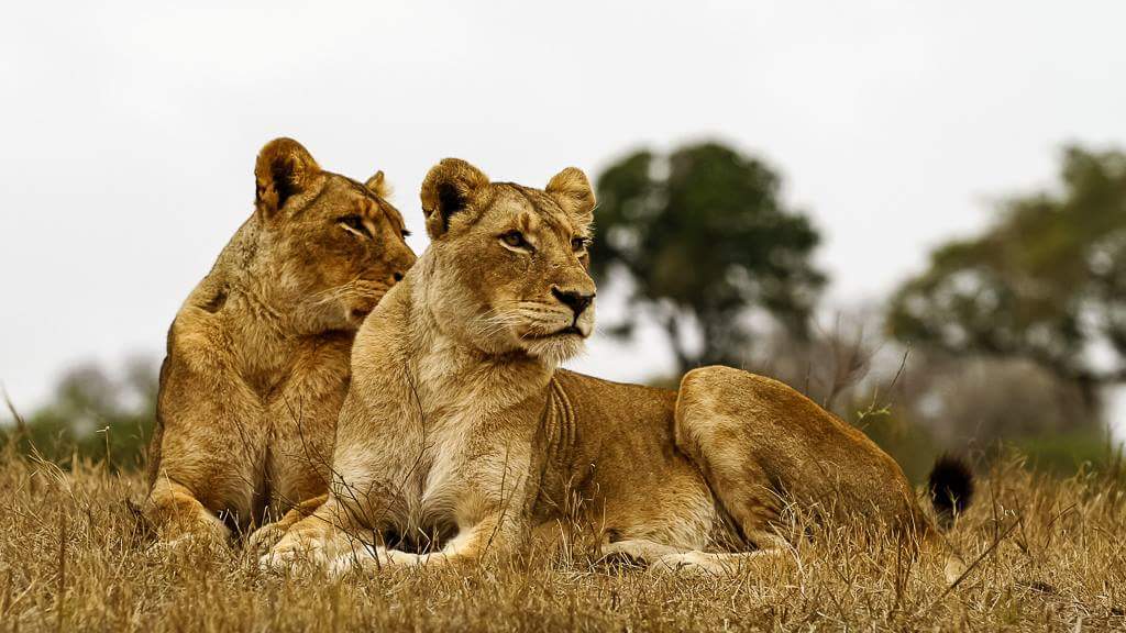 Vomba Safaris & Tours - Bizli